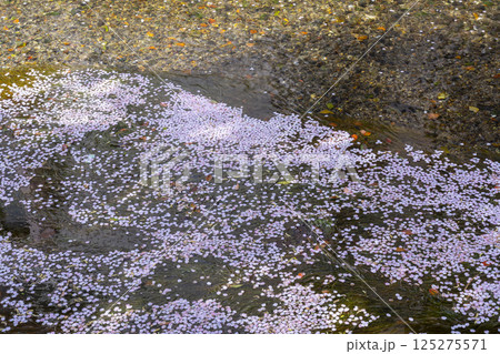 春の高瀬川　花筏　三条通付近 125275571