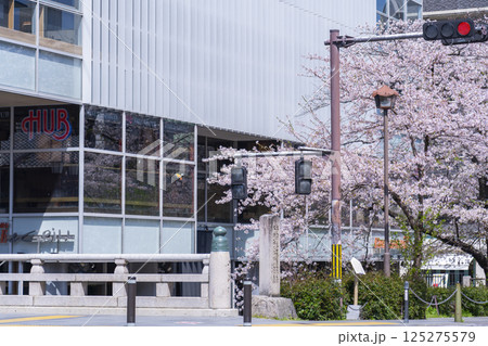 春の高瀬川　桜の花　三条通 125275579