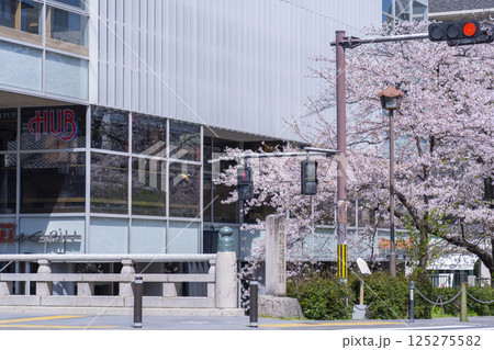 春の高瀬川 桜の花 三条通 春の高瀬川 桜の花 三条通 125275582