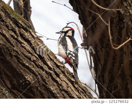 Great spotted woodpecker (Dryobates major) sitting on tree 125276032