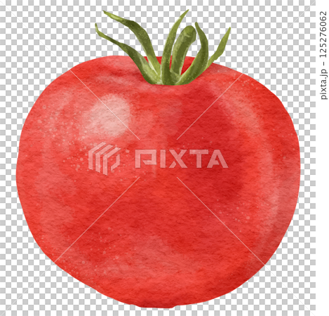 リアルな赤いトマトのイラスト 125276062