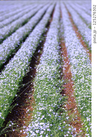 北海道当別町、畑一面に澄んだブルーの花を咲かせる亜麻【7月】 北海道当別町、畑一面に澄んだブルーの花を咲かせる亜麻【7月】 125276302