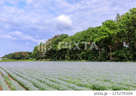 北海道当別町、畑一面に澄んだブルーの花を咲かせる亜麻【7月】 北海道当別町、畑一面に澄んだブルーの花を咲かせる亜麻【7月】 125276304