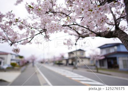 住宅街の桜並木 住宅街の桜並木 125276575