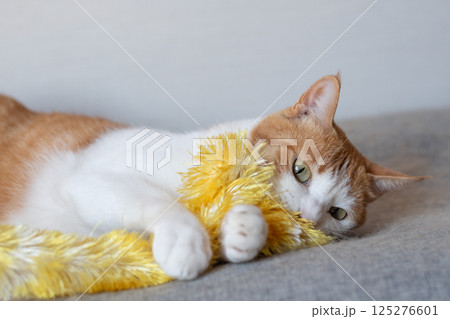 おもちゃで遊ぶ猫　茶トラ白 125276601