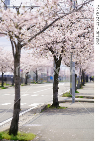 市街地の桜並木 市街地の桜並木 125276751