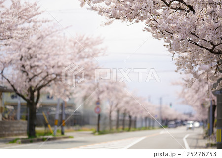 市街地の桜並木 秋田市自衛隊通り 125276753