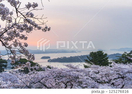 早朝の西行戻しの松公園からみた桜と松島湾 宮城県松島町 早朝の西行戻しの松公園からみた桜と松島湾 宮城県松島町 125276816