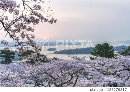 早朝の西行戻しの松公園からみた桜と松島湾　宮城県松島町 125276817