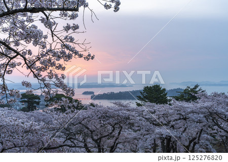 早朝の西行戻しの松公園からみた桜と松島湾 宮城県松島町 早朝の西行戻しの松公園からみた桜と松島湾 宮城県松島町 125276820