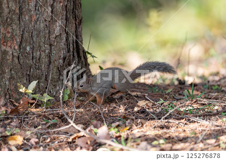 可愛いニホンリス 125276878