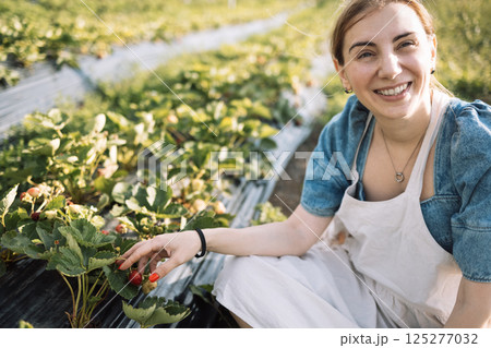 A young woman in an apron is picking strawberries. An attractive farmer takes care of the berries in the greenhouse. Harvesting. The girl works on a plantation. A young woman in an apron is picking strawberries. An attractive farmer takes care of the berries in the greenhouse. Harvesting. The girl works on a plantation. 125277032