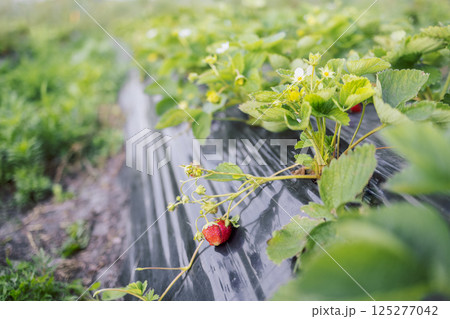 Close up of ripe strawberries and strawberry plant in garden Close up of ripe strawberries and strawberry plant in garden 125277042