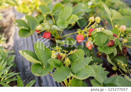Close up of ripe strawberries and strawberry plant in garden. Strawberries plantation on a sunny day. Summer gardening background. Close up of ripe strawberries and strawberry plant in garden. Strawberries plantation on a sunny day. Summer gardening background. 125277057