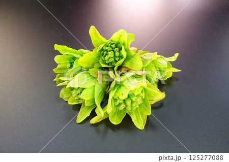 フキノトウ ふきのとう 蕗の薹 フキノトウ ふきのとう 蕗の薹 125277088