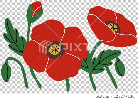Red poppy flowers. Beautiful blooms growing. British floral plant. Delicate. blossoms on white background. Red poppy flowers. Beautiful blooms growing. British floral plant. Delicate. blossoms on white background. 125277136