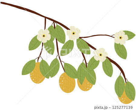 Lemon branch with fruit and flowers on white background.	 125277139