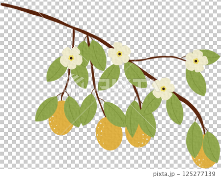 Lemon branch with fruit and flowers on white background.	 125277139
