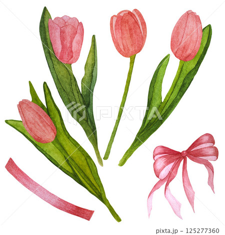 A set of watercolor illustrations consisting of pink blooming tulips, a bow, a ribbon on a white background 125277360