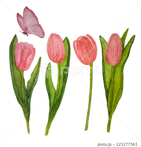 A set of watercolor illustrations consisting of pink blooming tulips, a butterfly on a white background. 125277361