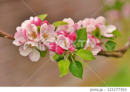 Apple tree blossom after rain 125277363