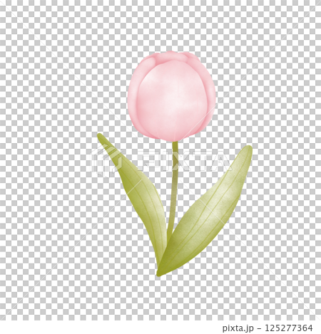 Tulip Tulip 125277364