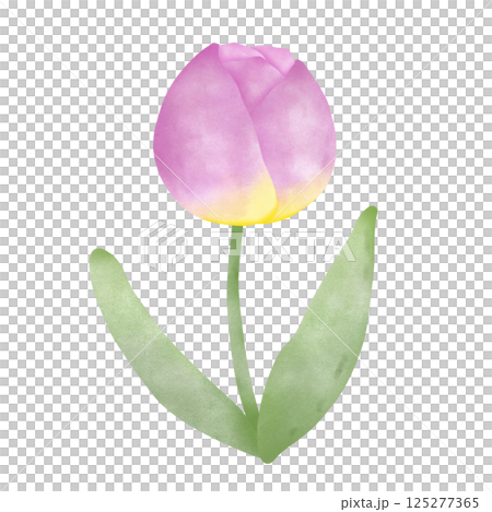 Tulip Tulip 125277365