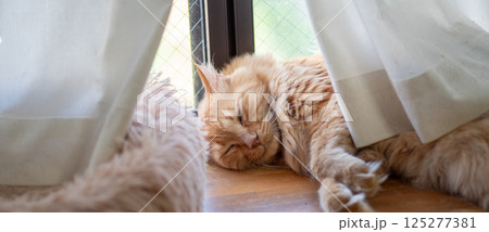窓辺で眠る猫　茶トラ猫 125277381