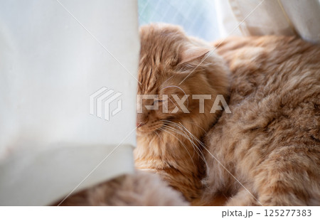 窓辺で眠る猫 茶トラ猫 窓辺で眠る猫 茶トラ猫 125277383