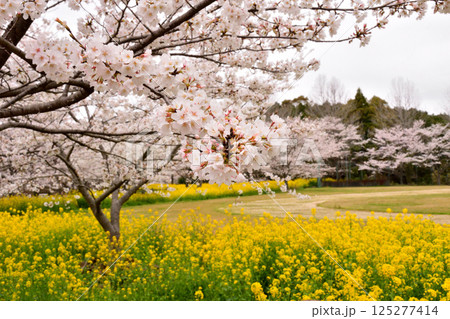 サクラと菜の花 サクラと菜の花 125277414