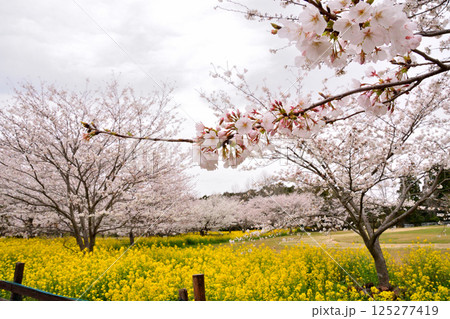 サクラと菜の花 125277419