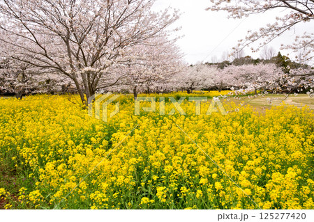 サクラと菜の花 サクラと菜の花 125277420