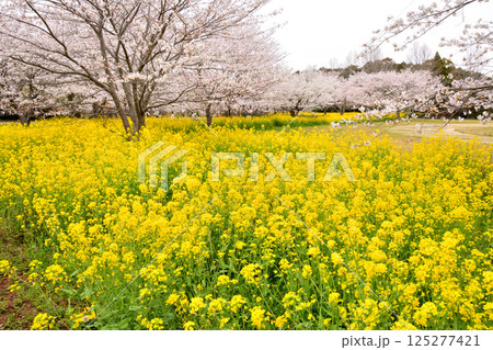 サクラと菜の花 125277421