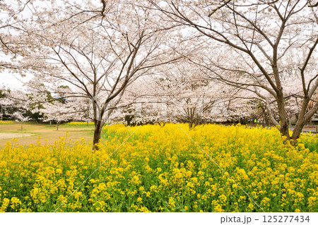 サクラと菜の花 125277434