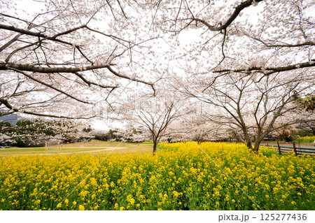 サクラと菜の花 125277436