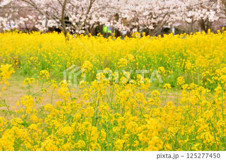 サクラと菜の花 125277450