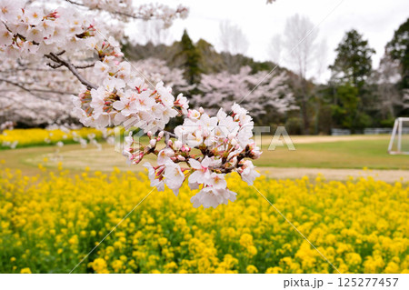 サクラと菜の花 サクラと菜の花 125277457