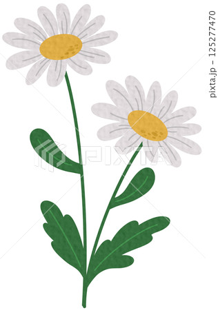 Spring flower icon vector. Flower illustration sign. Garden symbol. Greenhouse logo on white background. Spring flower icon vector. Flower illustration sign. Garden symbol. Greenhouse logo on white background. 125277470