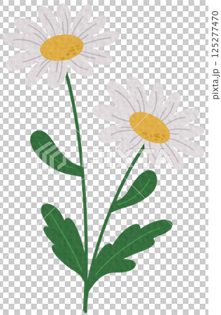 Spring flower icon vector. Flower illustration sign. Garden symbol. Greenhouse logo on white background. Spring flower icon vector. Flower illustration sign. Garden symbol. Greenhouse logo on white background. 125277470