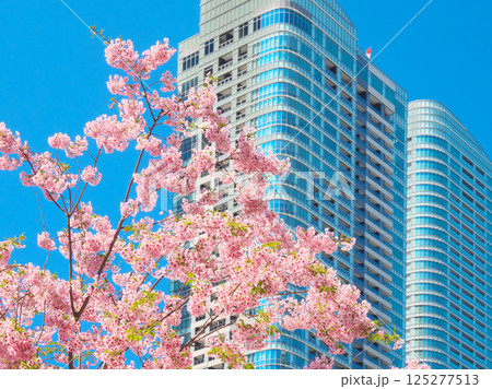 満開の河津桜と麻布台ヒルズ(2025年3月) 満開の河津桜と麻布台ヒルズ(2025年3月) 125277513