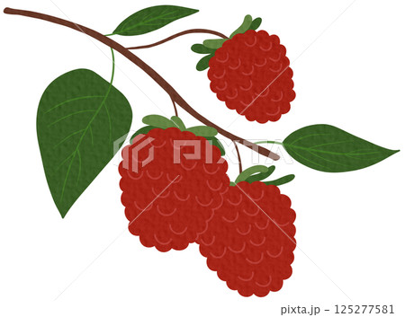 Fresh raspberry. Edible red berries hanging branch, hand drawn juicy forest raspberries flat vector illustration.	 125277581