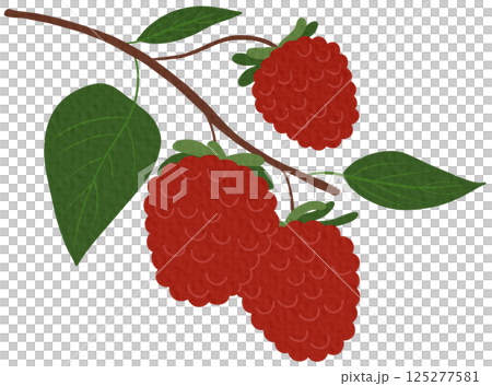 Fresh raspberry. Edible red berries hanging branch, hand drawn juicy forest raspberries flat vector illustration.	 125277581