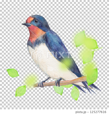 水彩插圖：初夏的燕子 125277616