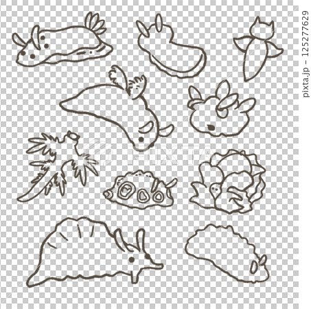 Set of various sea slugs line drawings Set of various sea slugs line drawings 125277629