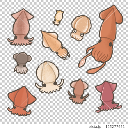Set of various squids 125277631