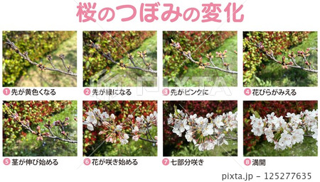 桜のつぼみ_開花までの経過観察写真_8段階観察_文字入り 桜のつぼみ_開花までの経過観察写真_8段階観察_文字入り 125277635