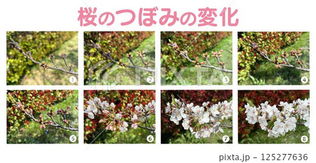 桜のつぼみ_開花までの経過観察写真_つぼみの変化8段階_タイトルと数字入り 125277636
