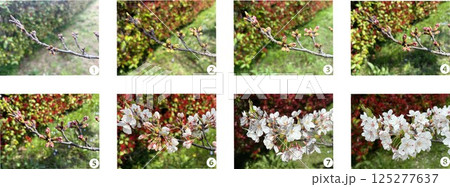 桜のつぼみ_開花までの経過観察写真_つぼみの変化8段階_数字入り 125277637