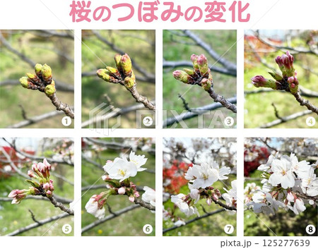 桜のつぼみ_開花までの経過観察写真_つぼみの変化8段階_数字とタイトル