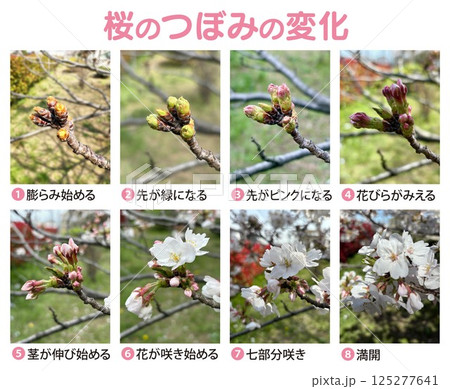 桜のつぼみ_開花までの経過観察写真_つぼみの変化8段階_文字入り 125277641